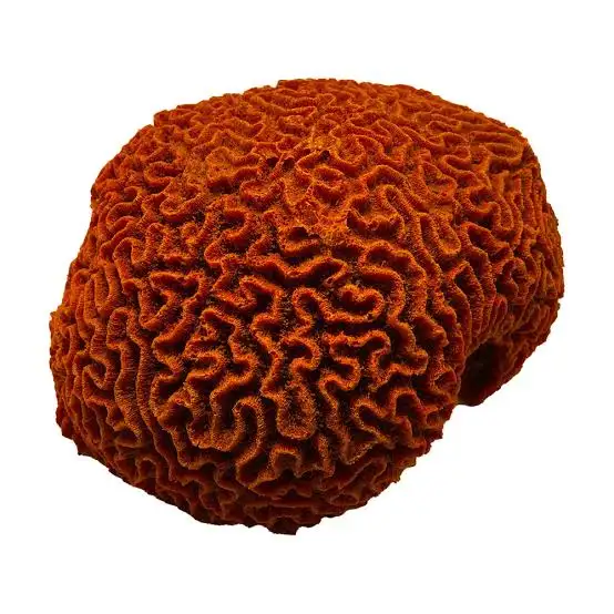 Brain coral surface pattern reference